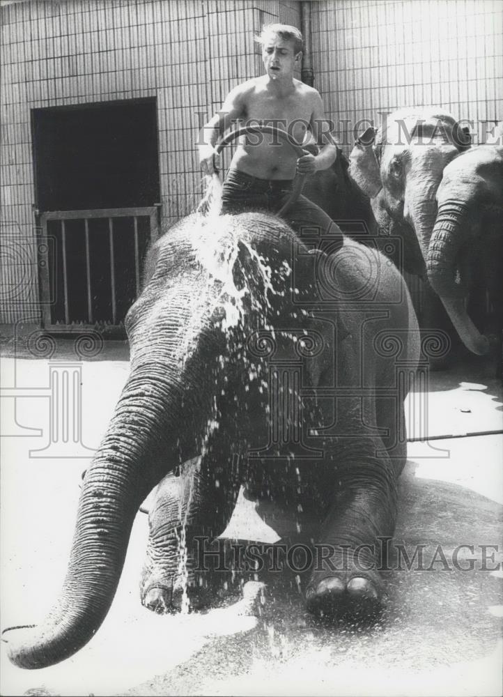 1970 Press Photo Mr. Wolfgang Brozdziak of Frankfurt zoo gives elephant a bath - Historic Images