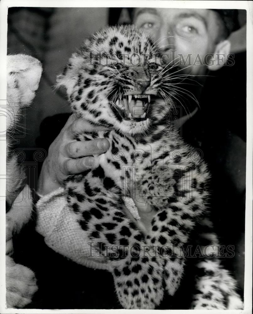 1962 Press Photo Leopard cub Ming - Historic Images