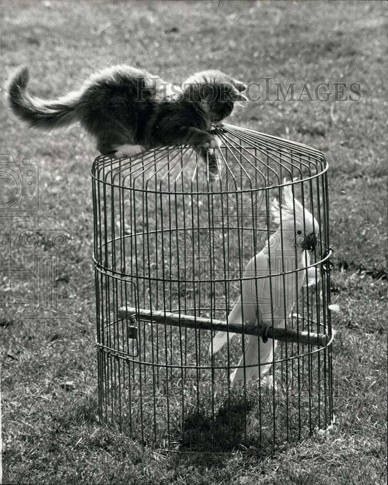 Press Photo Kitten, Cockatoo - Historic Images