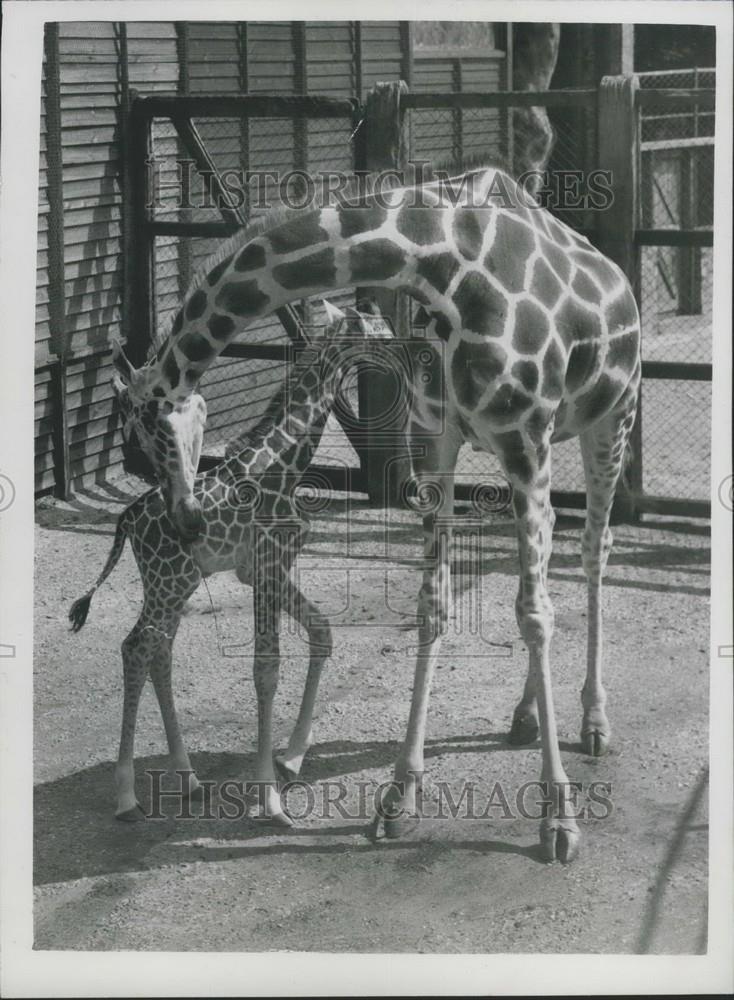 1959 Press Photo Baby Giraffe at Whipsnade Zoo - Historic Images