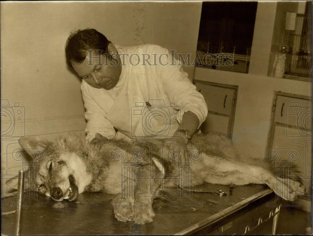 1973 Press Photo A Wolf Captured in Paris with Rescue Veternarian Guilleret - Historic Images