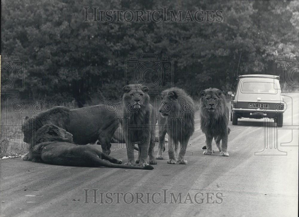 Press Photo Safari park, Ardeche, Southern France - Historic Images