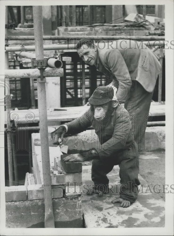 Press Photo Maxie, a chimpanzee with Bertram Mills Circus - Historic Images