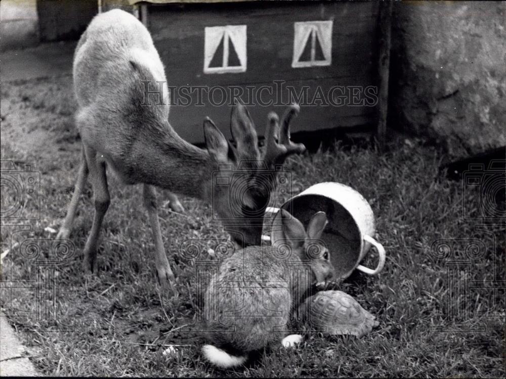 1956 Press Photo A deer and her friend the rabbitt - Historic Images