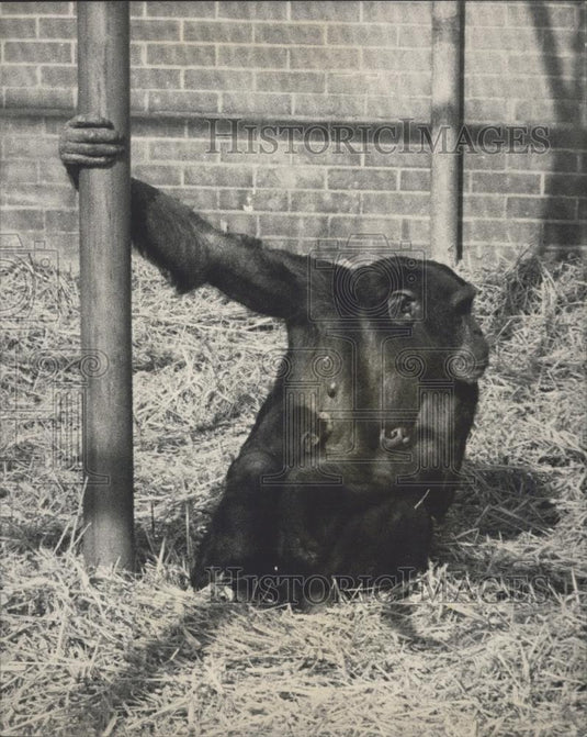 1970 Press Photo Chimpanzee Born at Aspinall Private Zoo - Historic Images