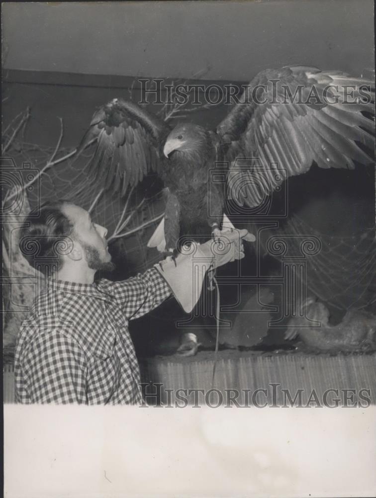 Press Photo Sea Eagle being shown by its owner who captured it in Brittany. - Historic Images