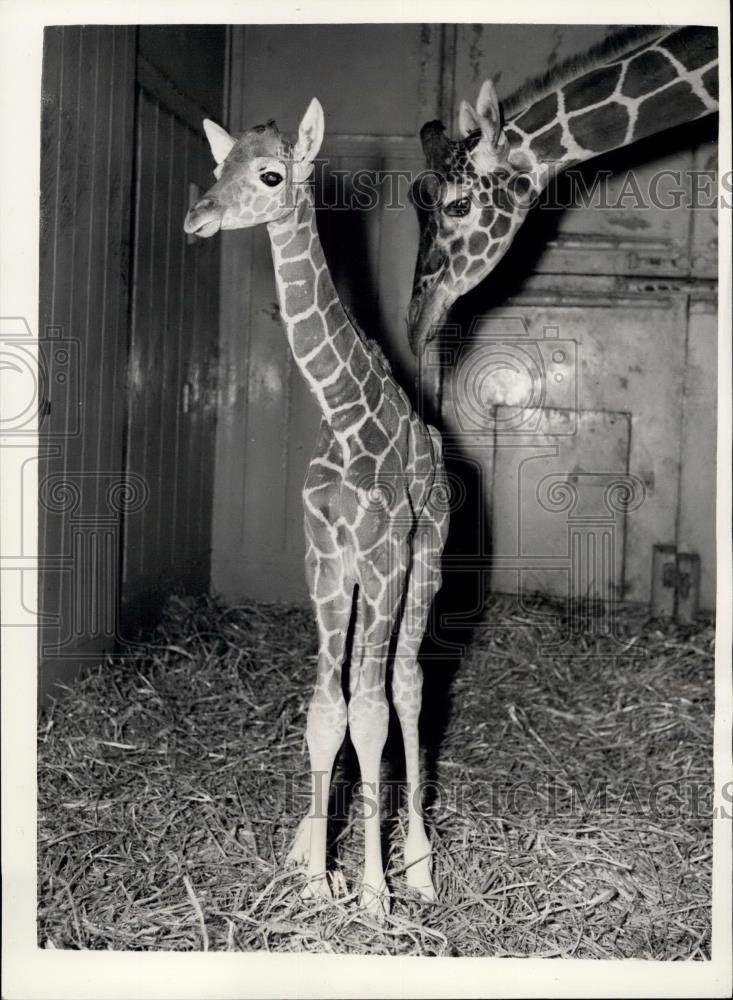 1956 Press Photo Baby Giraffe Beauty With Mother Grumpy London Zoo - Historic Images