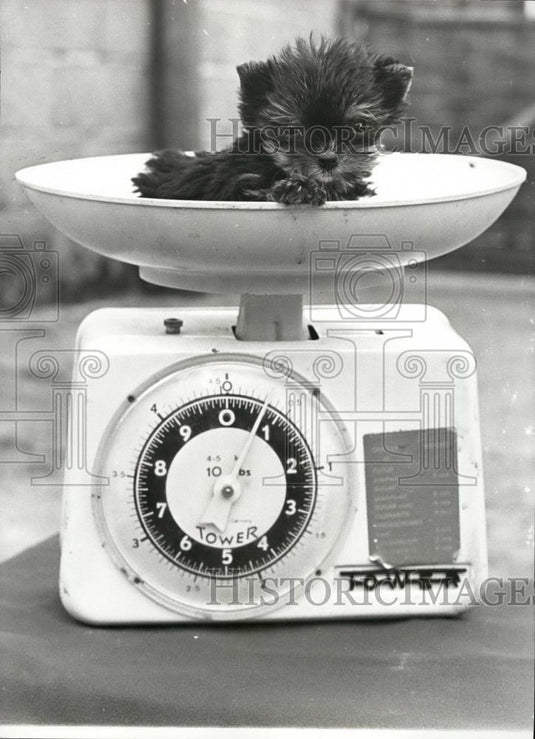 Press Photo Titch York Shire Terrier - Historic Images