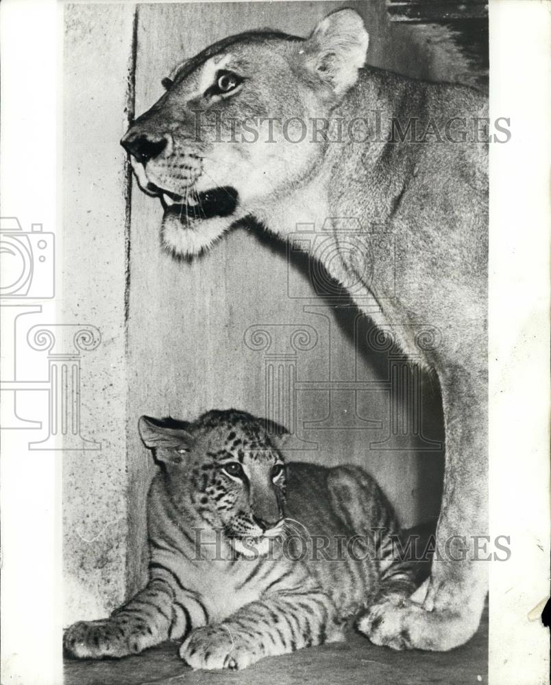 Press Photo Calcutta Zoo Tigron - Historic Images