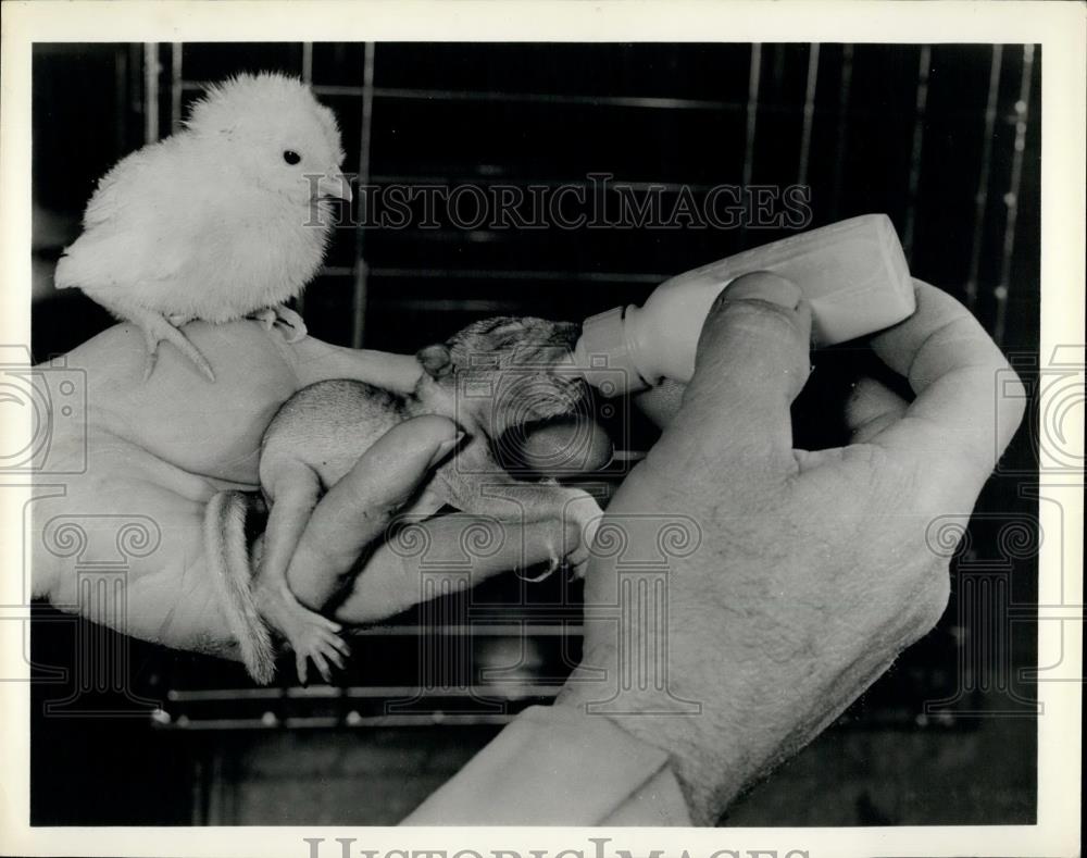 Press Photo Newborn Squirrel Bottle fed As Chick Looks On - Historic Images