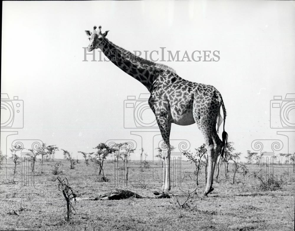 Press Photo Baby Giraffe Lying On Ground After Birth Mother Watches - Historic Images