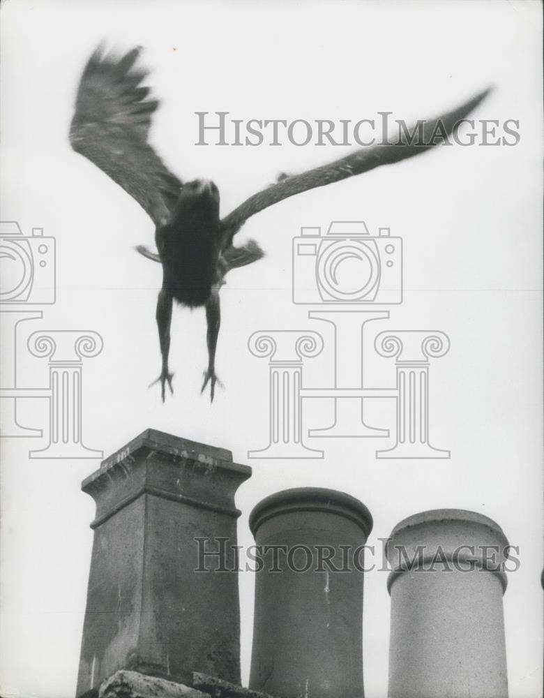 1973 Press Photo Ernie, a leser spotted African Eagle - Historic Images