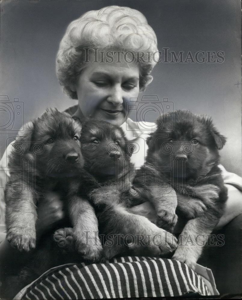 1963 Press Photo Alsation Breeder Mrs Dulys Edwards, Puppys - Historic Images