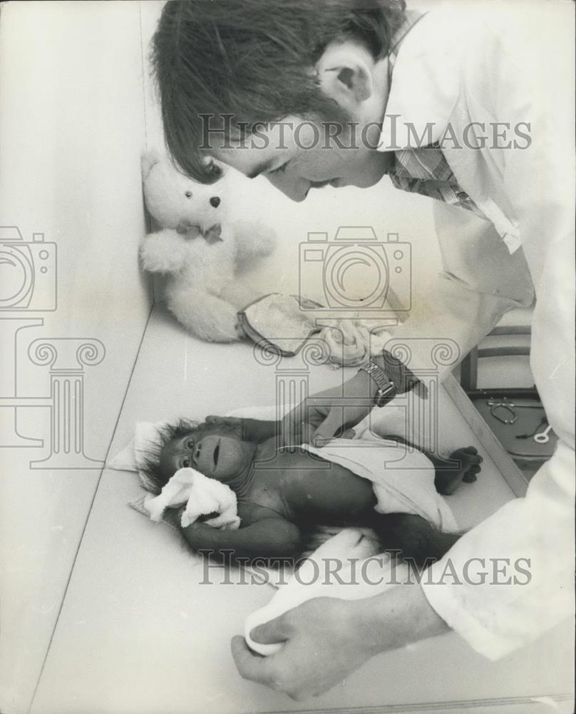 Press Photo Keith Leidler,and baby orangutan at Durham University - Historic Images