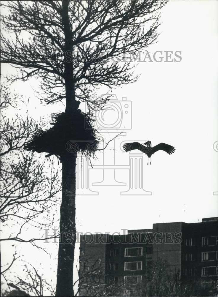 1977 Press Photo Storks return to nests in Campagne after wintering in Africa - Historic Images