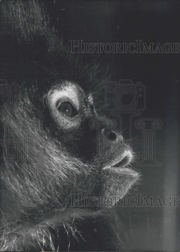 1971 Press Photo zoo in Frankfurt (Germany) ,monkey - Historic Images