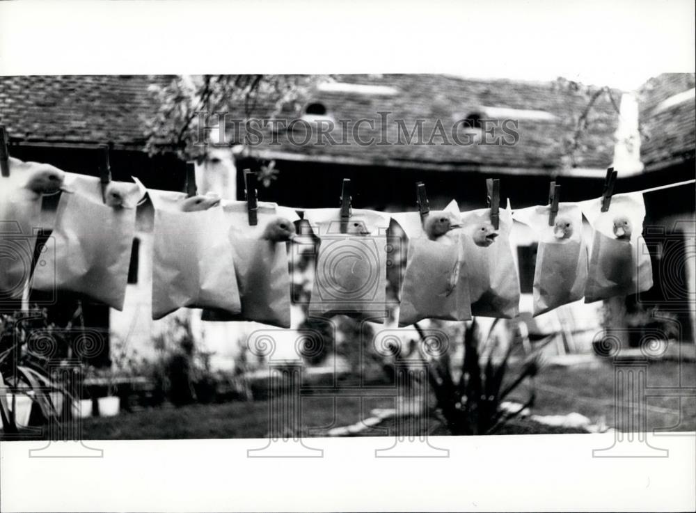 Press Photo Geese in sack on a clothsline on a farm - Historic Images