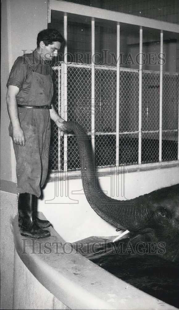 1955 Press Photo Zoo in Berlin has Bathing-pool for elephants - Historic Images