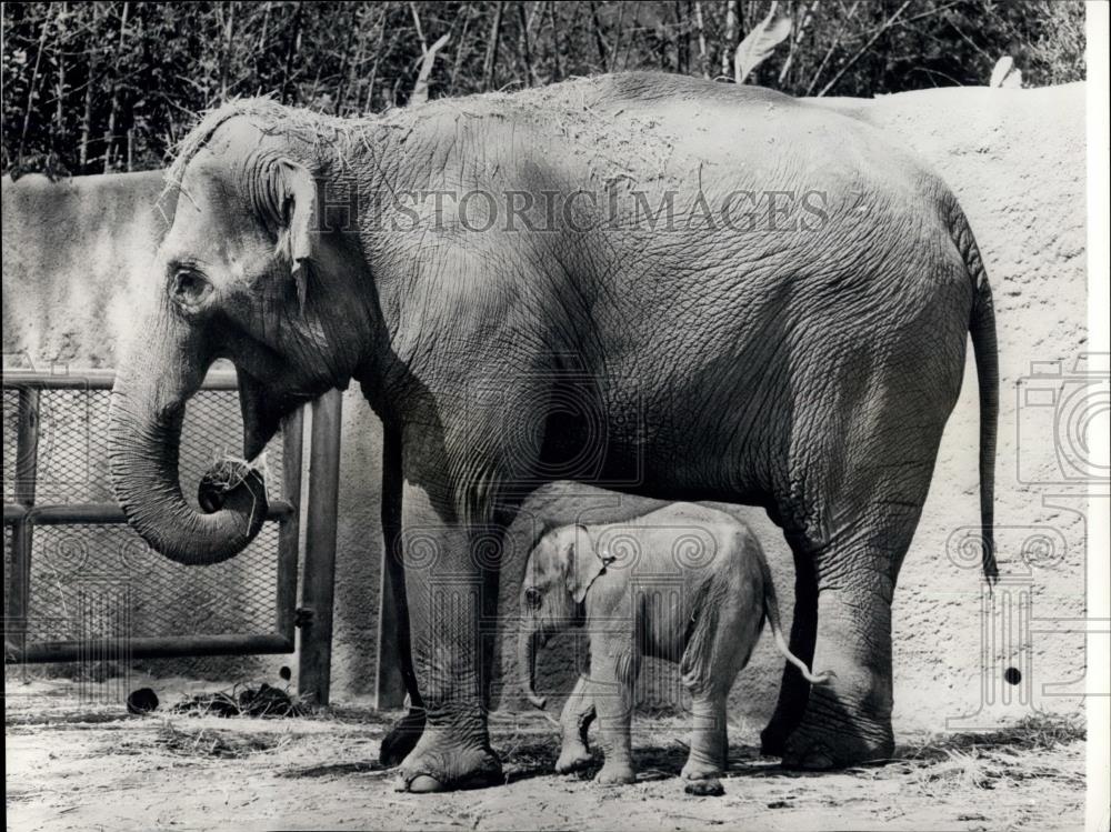 Press Photo Los Angeles Zoo baby bull elephant weighing in at 150lbs &amp; his mom - Historic Images