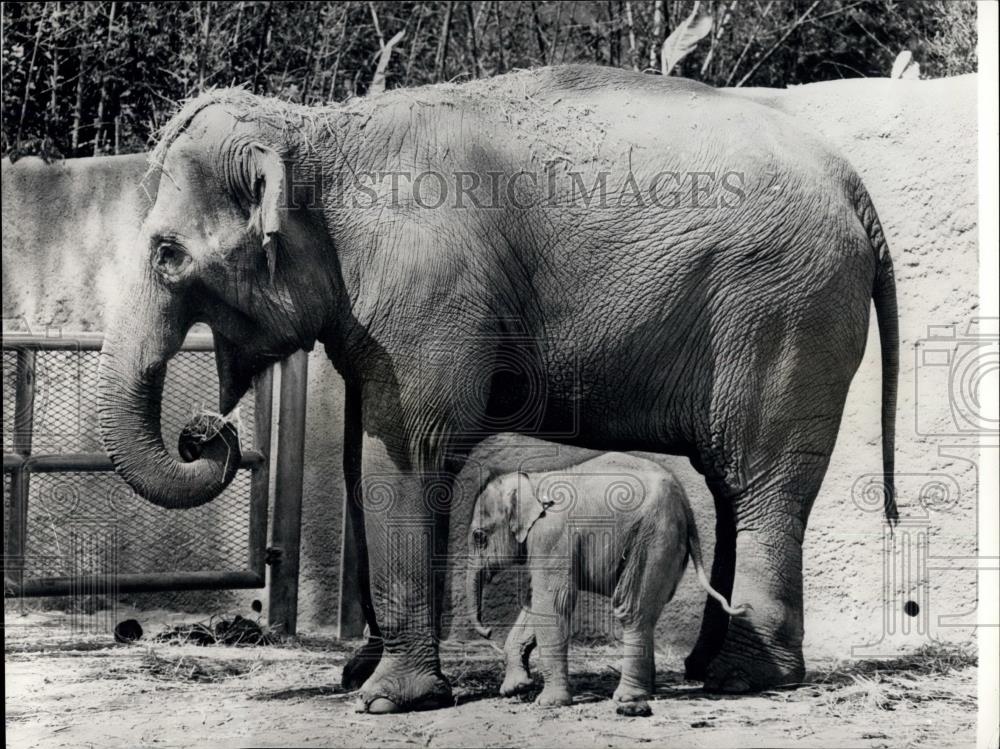 Press Photo Los Angeles Zoo baby bull elephant weighing in at 150lbs & his mom - Historic Images