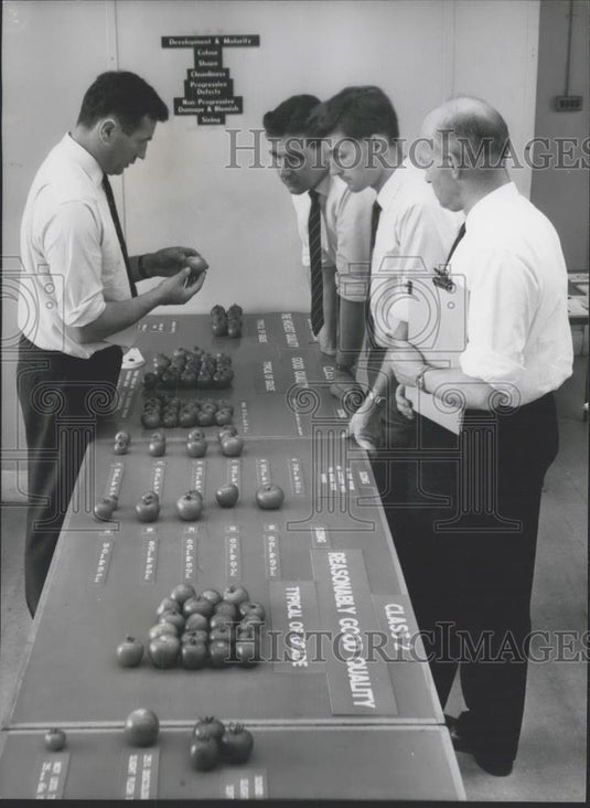 Press Photo An instructor demonstrates grade factors of tomatoes - Historic Images
