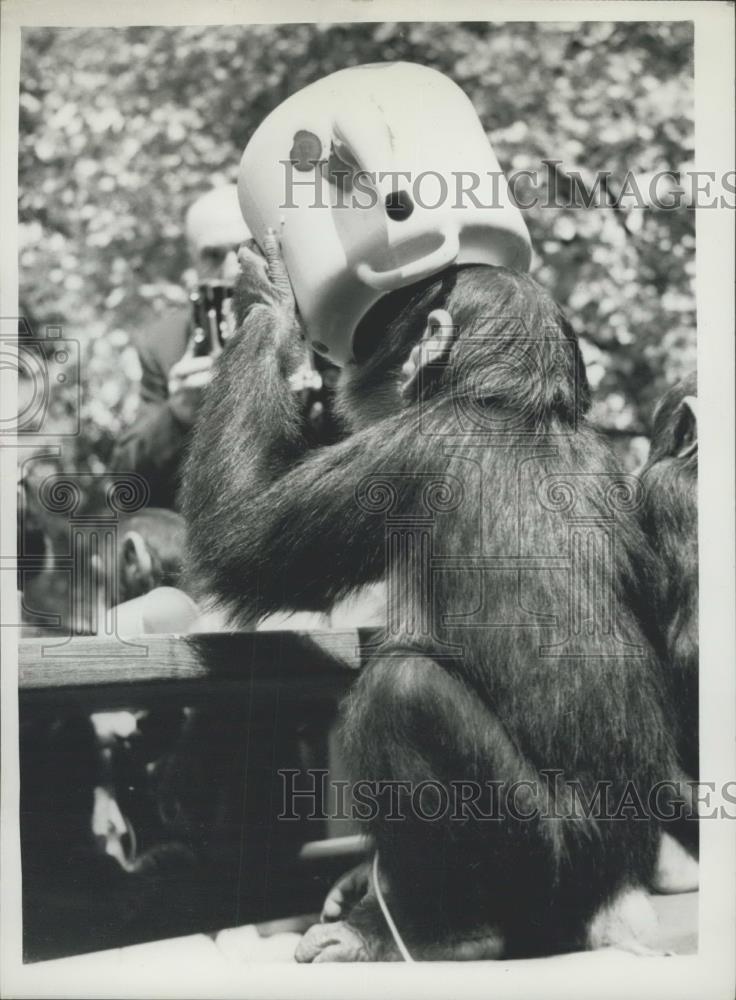 1960 Press Photo Chimps Tea Party Rehearsal at the Zoo - Historic Images