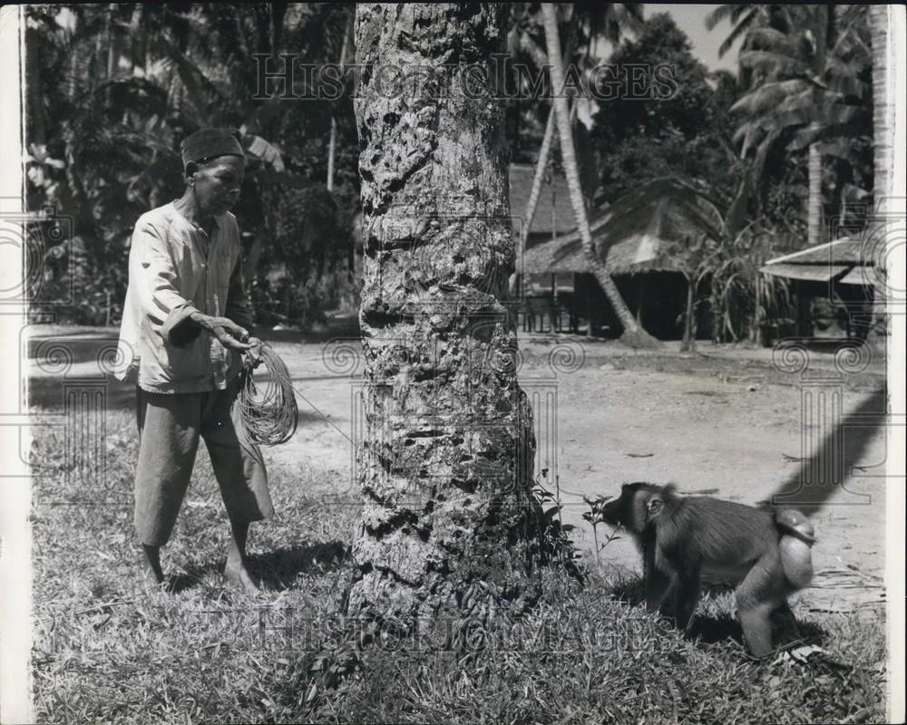 Press Photo Sumatra man and his trained monkey - Historic Images