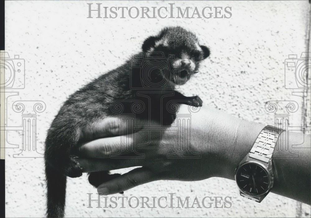 1979 Press Photo Cute palm civet at Hirakawa Zoo, Kagshima - Historic Images
