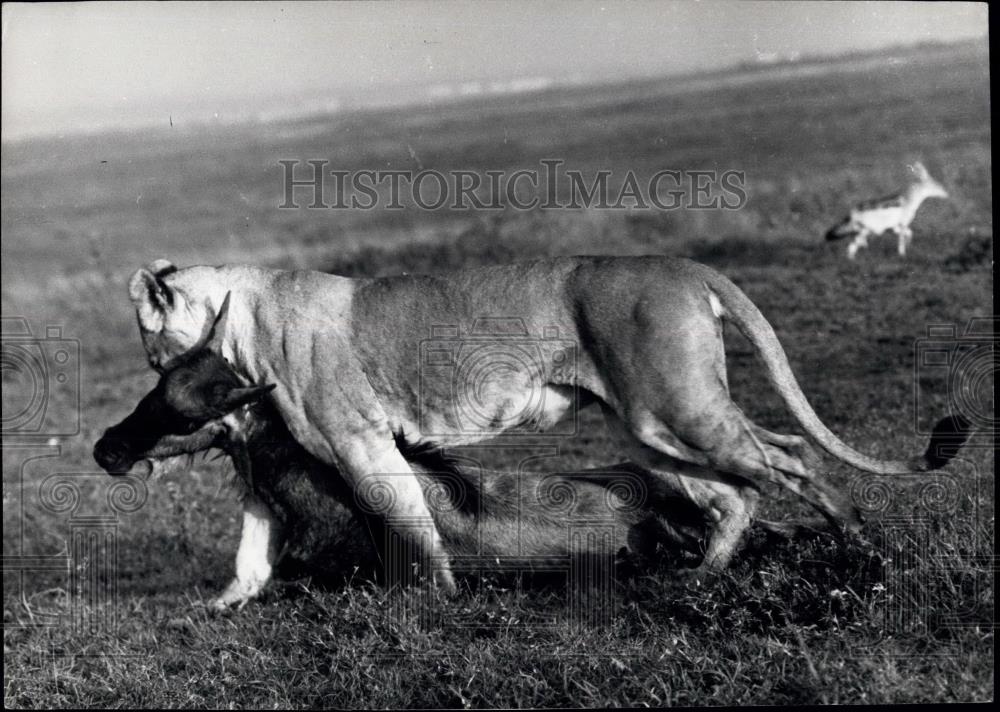 Press Photo And a huge Lioness, unopposed, takes their kill away from them. - Historic Images