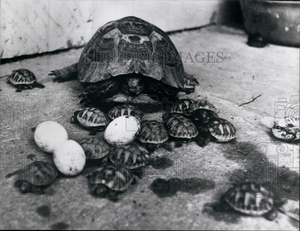 1976 Press Photo Green toirtouses turtles in single hatch - Historic Images