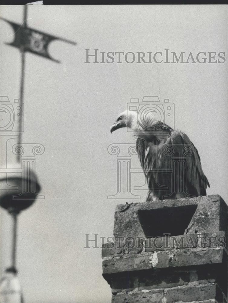 Press Photo Griffon Vulture - Historic Images