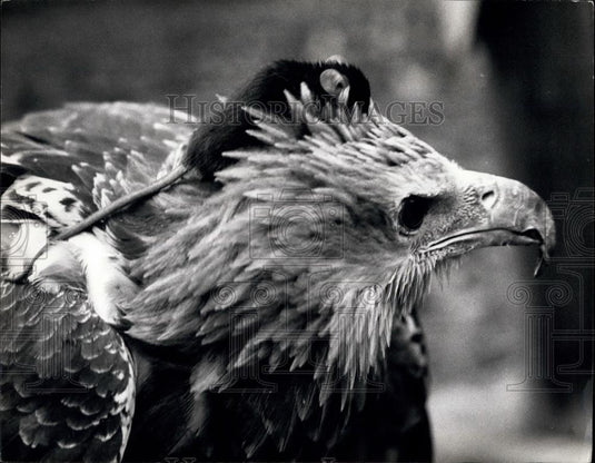 Press Photo Mouse Suki Climbing On Eagle's Head Bluey - Historic Images