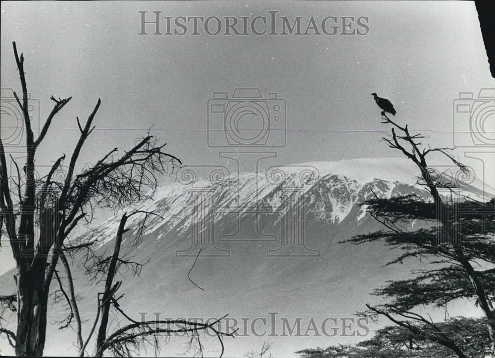 Press Photo A Vulture and Mount Kilimanjaro - Historic Images