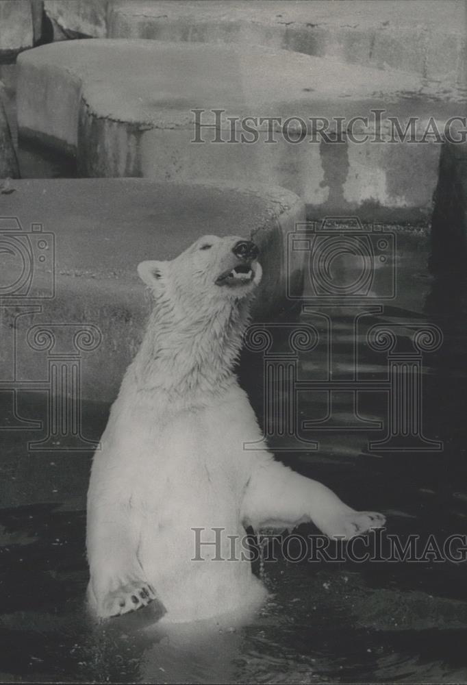 1964 Press Photo Polar Bear Tries To Cool Off - Historic Images