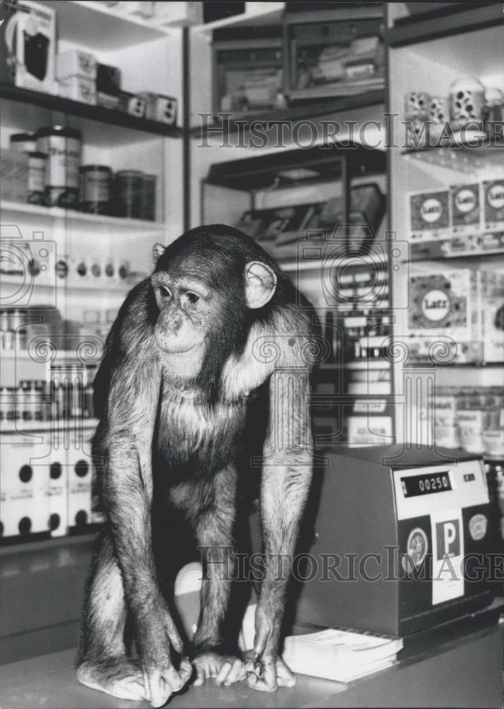 1972 Press Photo Chimpanzee in pet store - Historic Images