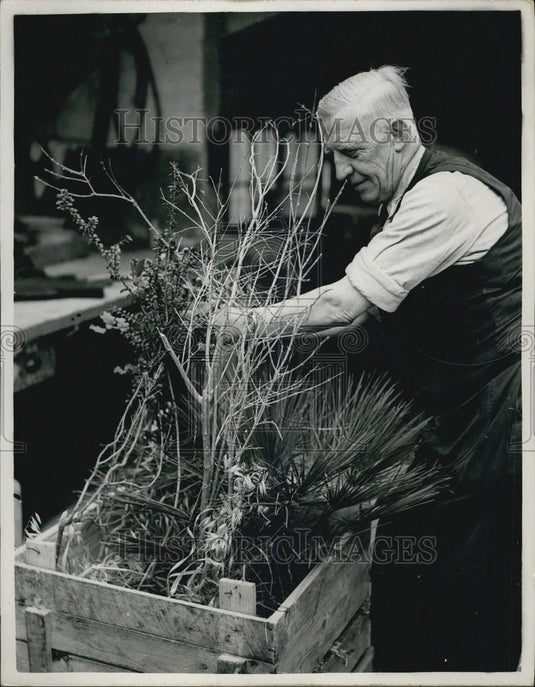 Press Photo Man With Plants - Historic Images