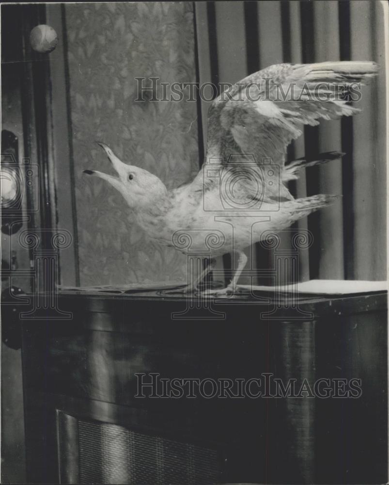 1980 Press Photo Bird on top of a piano playing ball - Historic Images