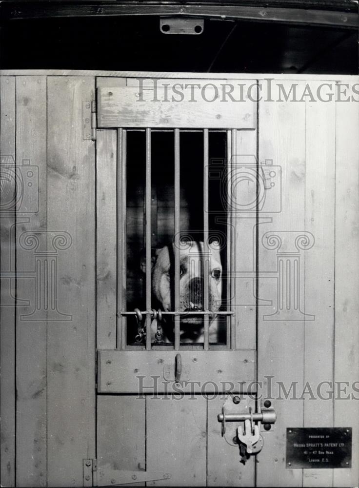 Press Photo Chung Bulldog behind bars - Historic Images