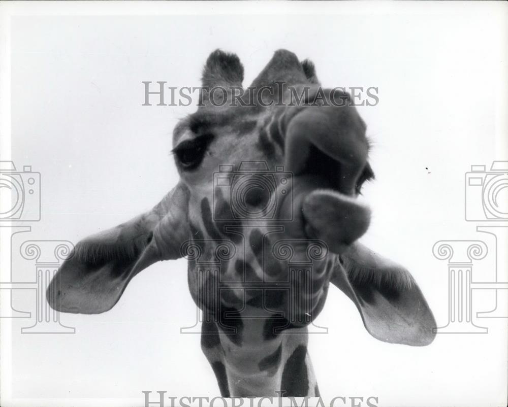 Press Photo Giraffe Doing His Elvis Lip - Historic Images