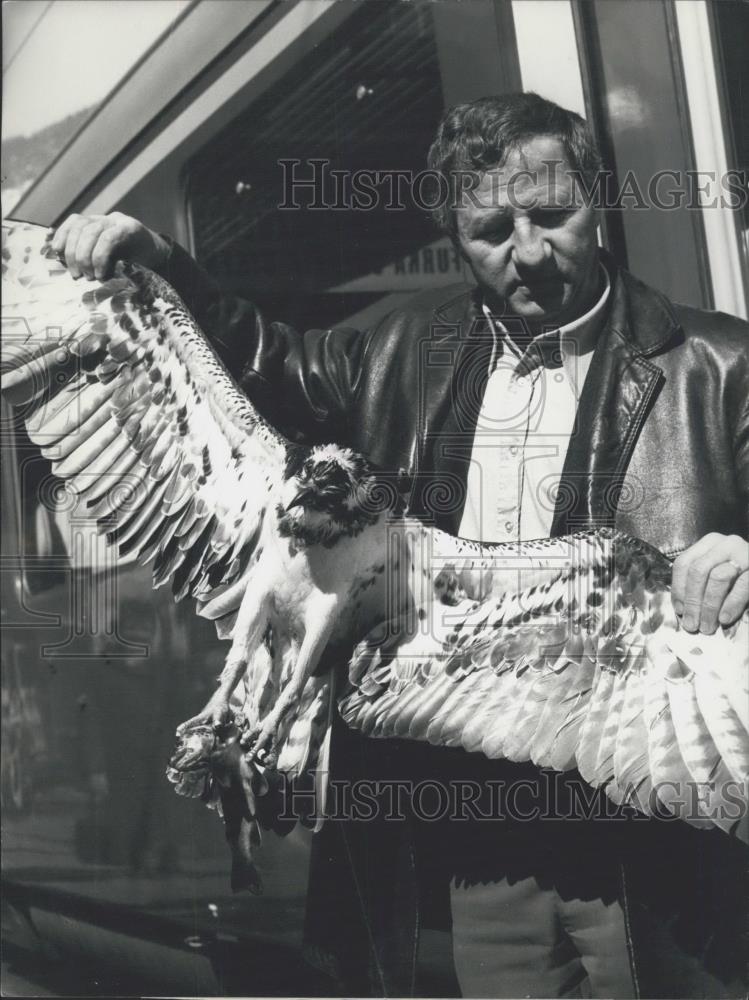 1978 Press Photo Even In Death Fish Hawk Keeps Its Prey - Historic Images