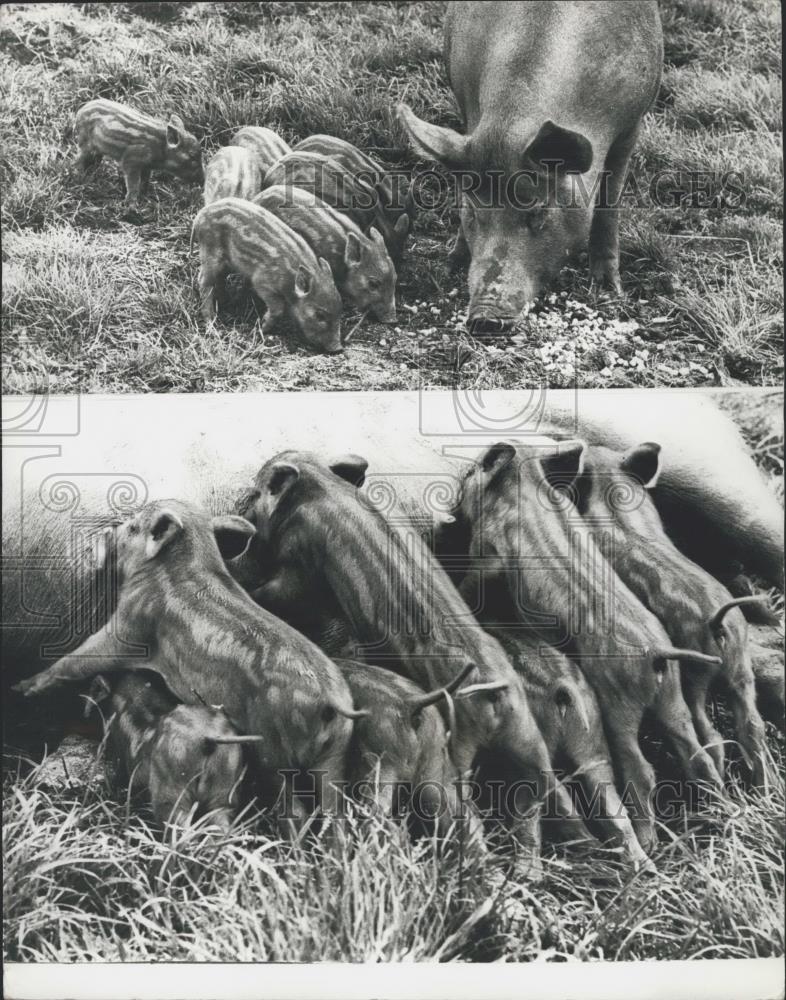 Press Photo Tamworth ginger sow and her piglets at London Zoo - Historic Images