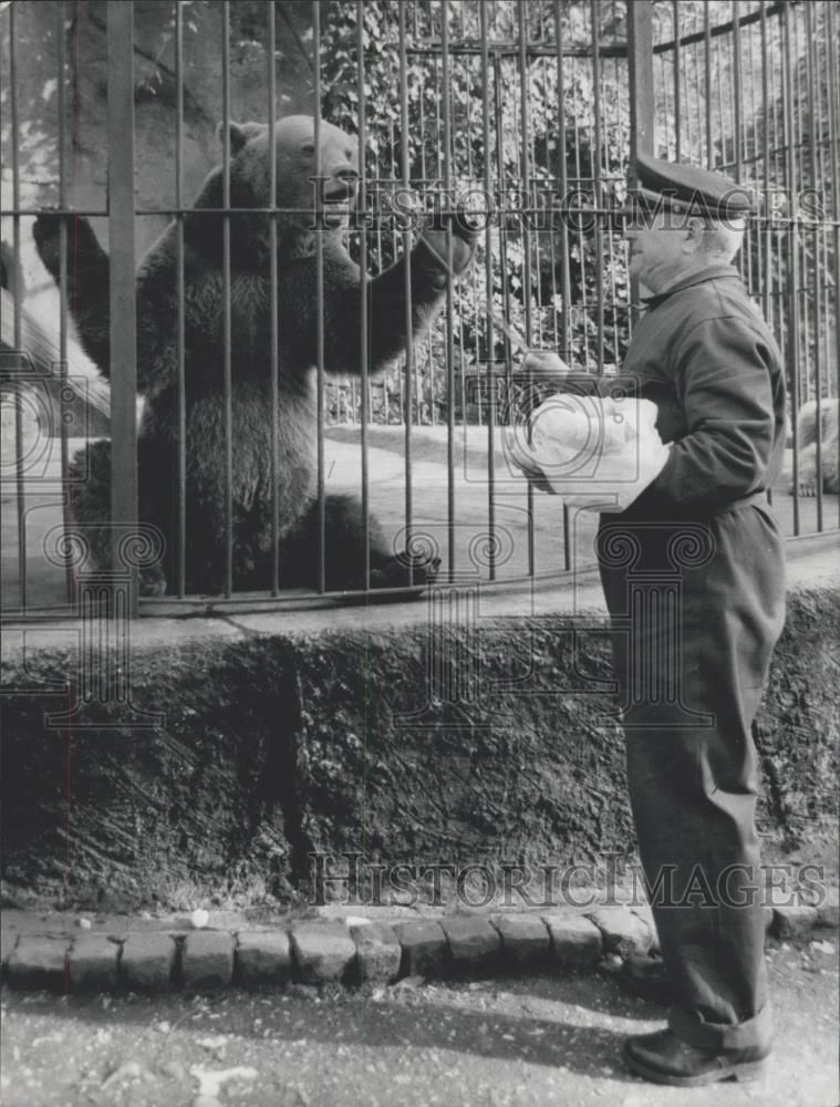 Press Photo The brown bear in zoo - Historic Images