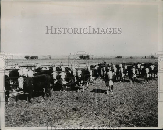 1937 Press Photo White faced-feeders about ready for market - Historic Images