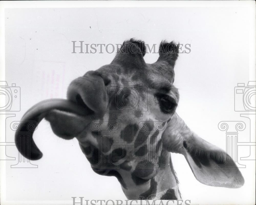 Press Photo Giraffe Licking Out At the Camera-Close-up - Historic Images