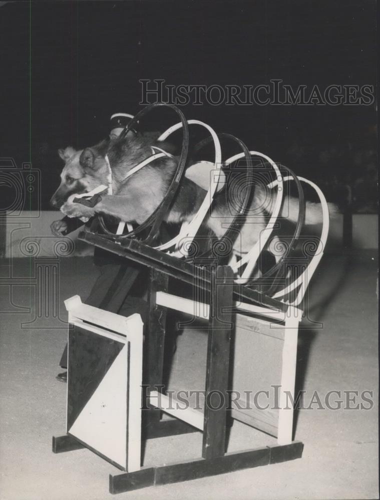 1954 Press Photo An Army trained police dig jumps through iron hoops - Historic Images