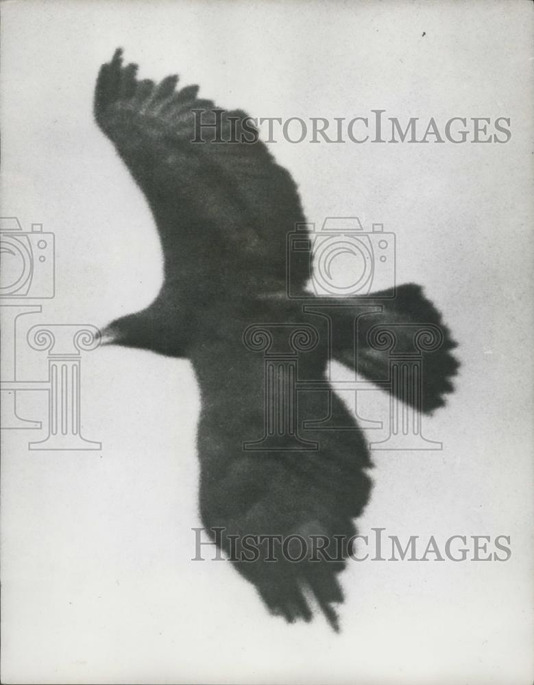 1965 Press Photo Keepers Continue Hunt For Escaped Golden Eagle &quot;Goldie&quot; - Historic Images