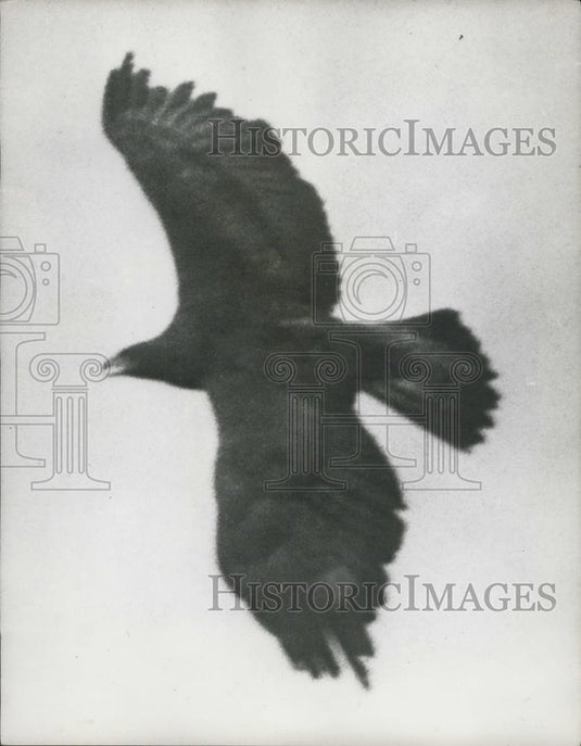 1965 Press Photo Keepers Continue Hunt For Escaped Golden Eagle "Goldie" - Historic Images