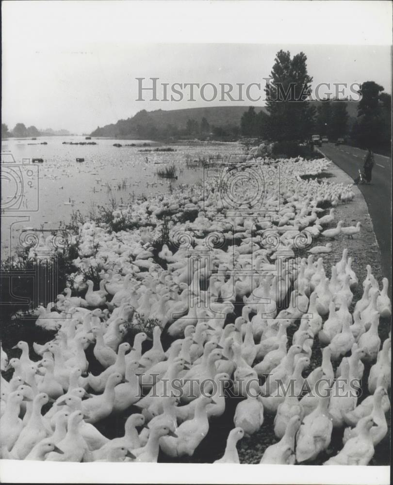 1975 Press Photo Ducks Take To the Highway During Hungarian Floods - Historic Images