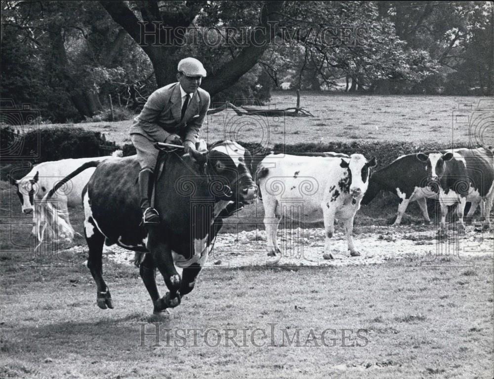 Press Photo Man Riding Cow, Cattle - Historic Images