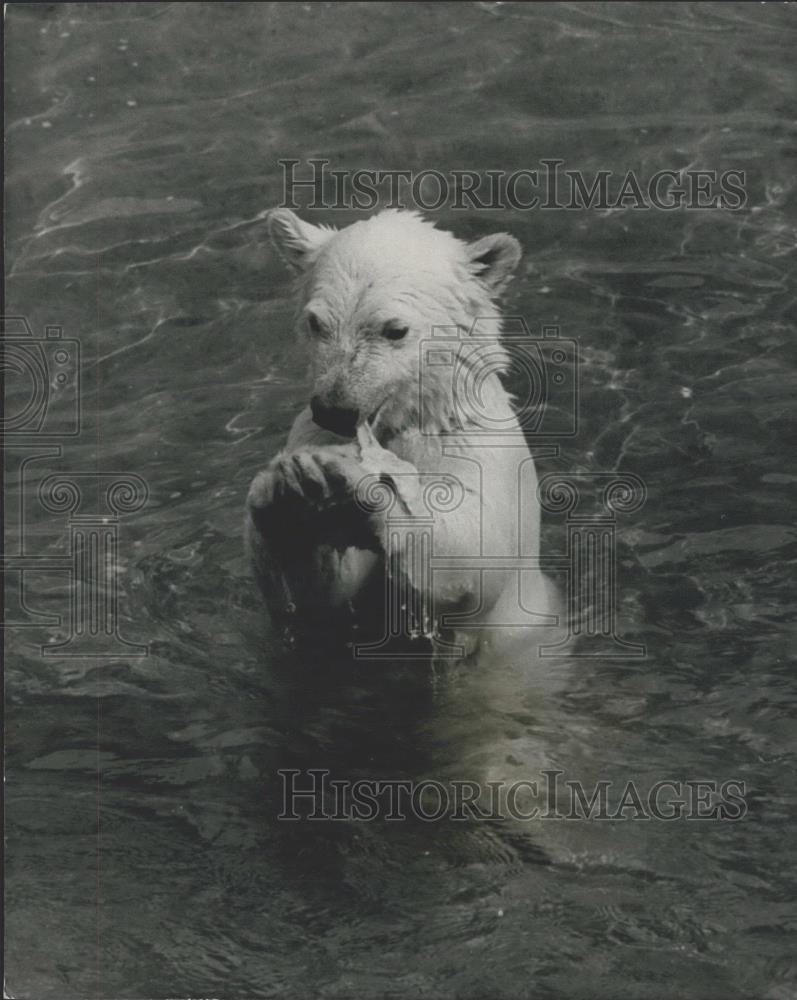 1971 Press Photo Polar bear cub in London zoo - Historic Images